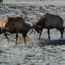Elk near Jackson Hole wildlife tour in Grand Teton National park