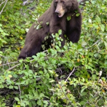 Bear scenic wildlife tour in Yellowstone National Park Wyoming