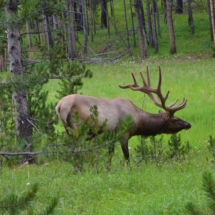 Elk viewing wildlife tour Yellowstone