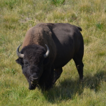 Private Wildlife Tours of Yellowstone