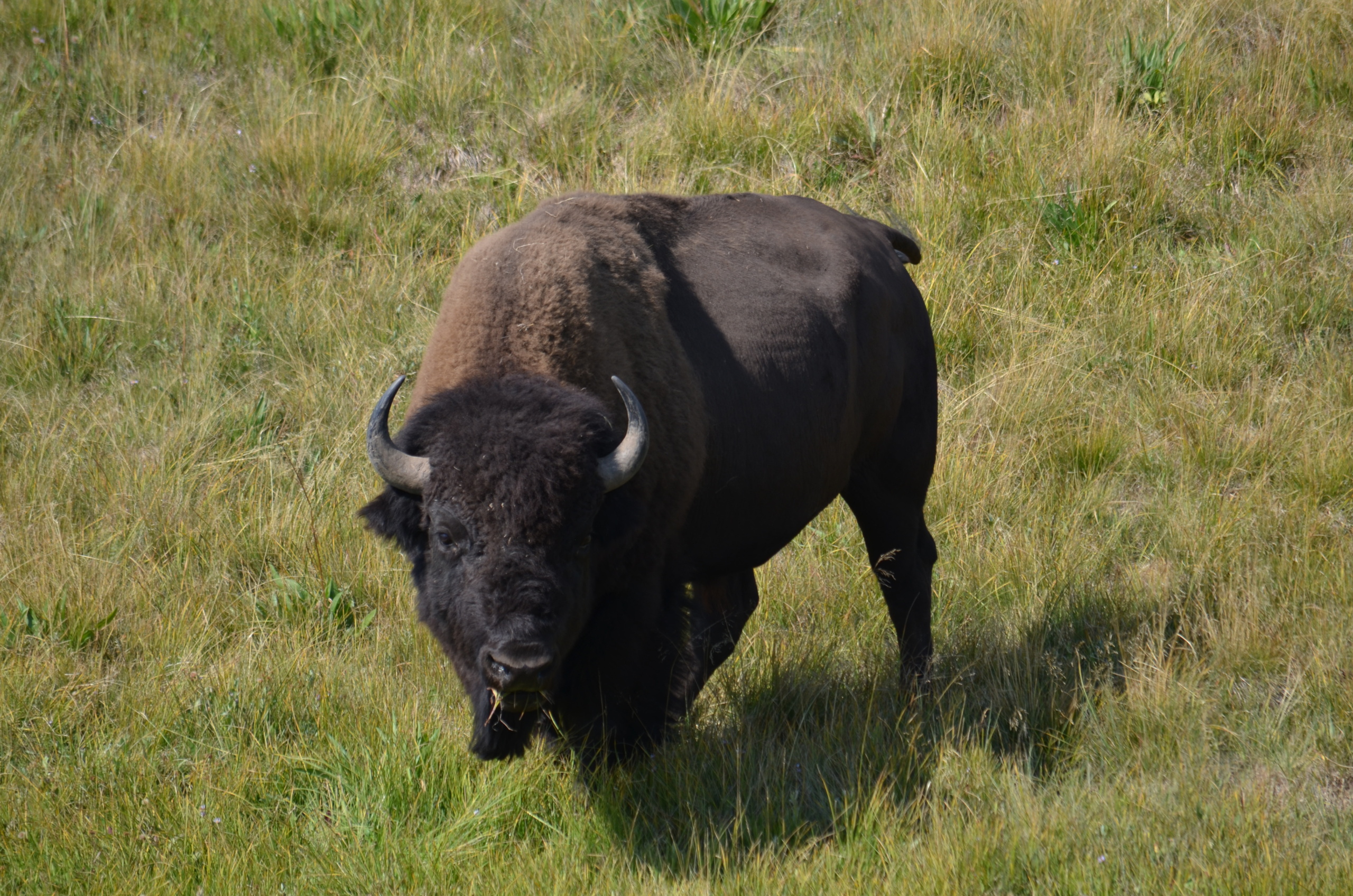 Private Wildlife Tours of Yellowstone