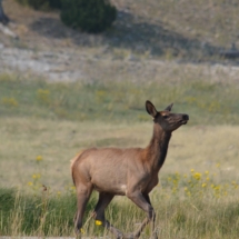 Running elk in Yellowstone National park Wyoming