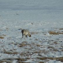 Coyote in Yellowstone National Park near Jackson Hole Wyoming. Teton national park