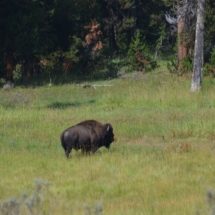 buffalo -bison Yellowstone National Park