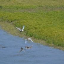 Birds in Hayden Valley Yellowstone National Park