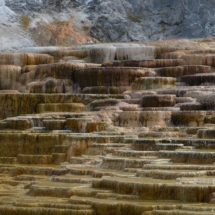 Guided day tours in Yellowstone- upper loop tour- Mammoth hot springs terraces