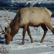 Elk scenic wildlife tour in Yellowstone Wyoming
