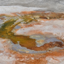 Guided day tours in Yellowstone- upper loop tour- Mammoth hot springs