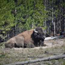 buffalo Yellowstone National Park
