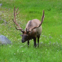 Elk wildlife tour in Yellowstone National Park