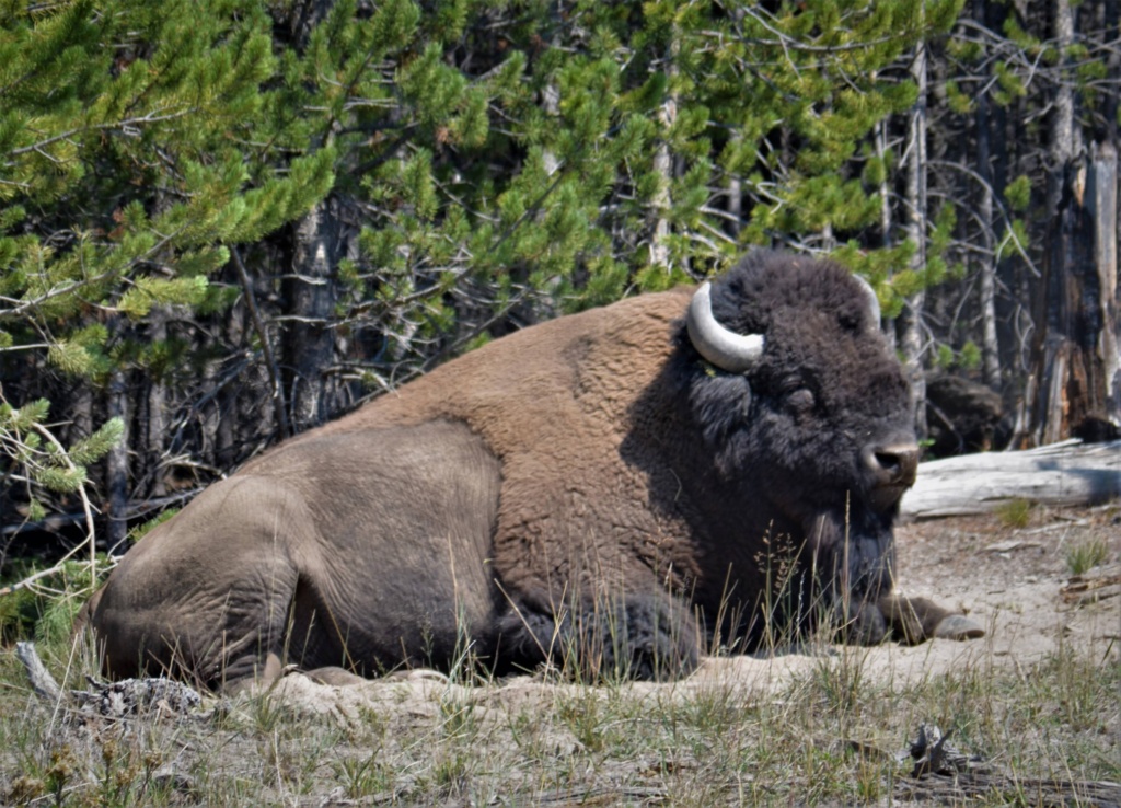 Buffalo in Yellowstone near Jackson Hole Wyoming
