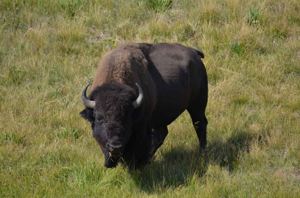 teton excursions yellowstone tours