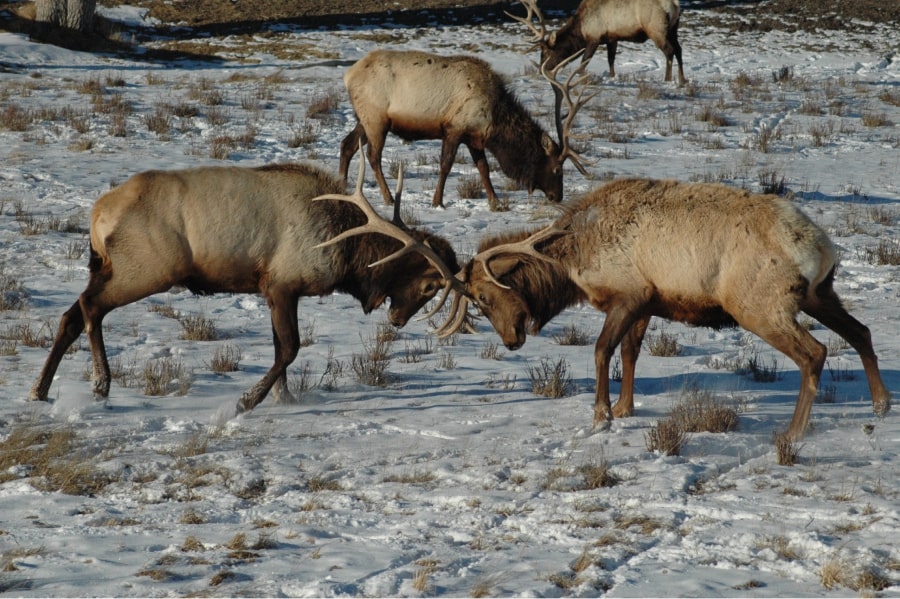 teton excursions yellowstone tours